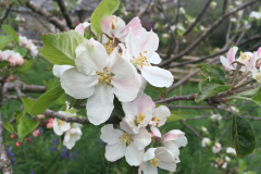 APPLE-BLOSSOM.JPG-BEST