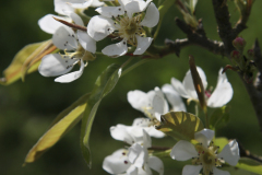 Coom-Spri-2010-1-18.jpg-APPLE-BLOSSOM
