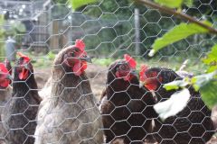 HELLO-THE-HENS