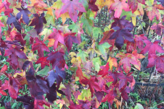 IMG_2694.JPG-AUTUMN