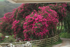RHODODENDRON-ON-THE-DRIVE