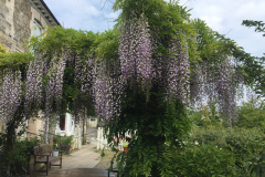 WISTERIA-COOMBE