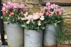 dustbins-of-tulips