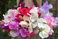 sweet-peas-by-the-bed